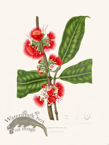 Horticulture of Java 28